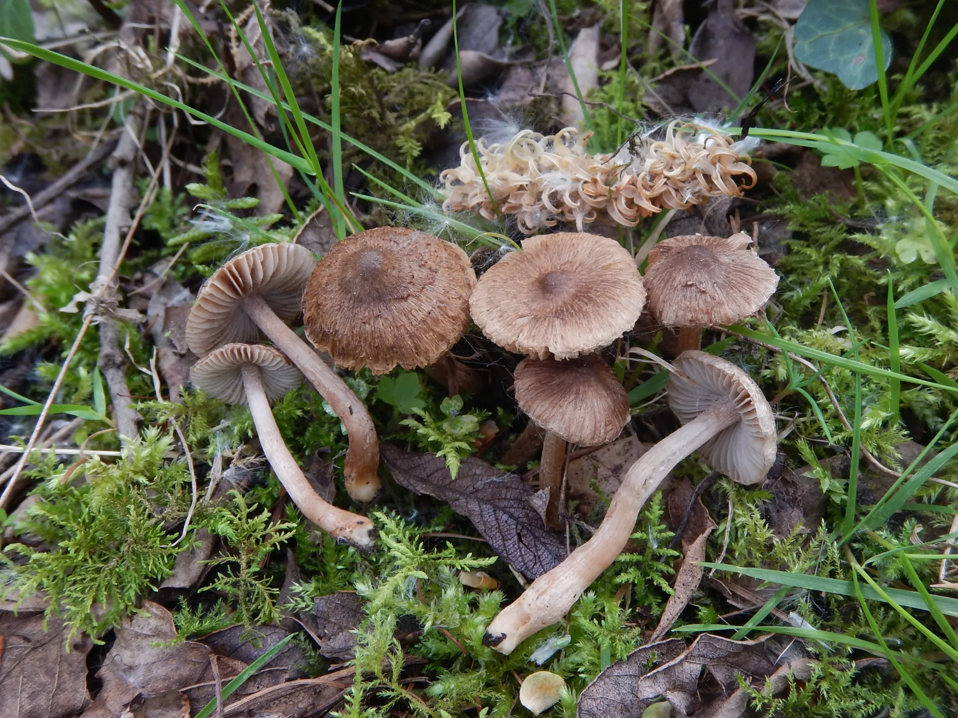 Inocybe acuta, 23-04-27
